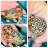Two Tone Kamfa Flowerhorn - 119